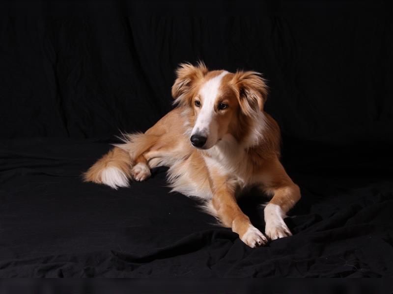 Barsoi/Collie Mix