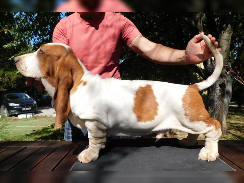 Basset Hound