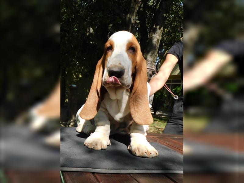 Basset Hound