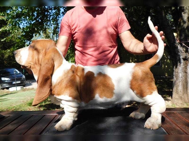 Basset Hound