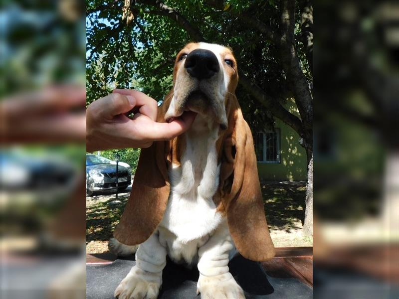 Basset Hound