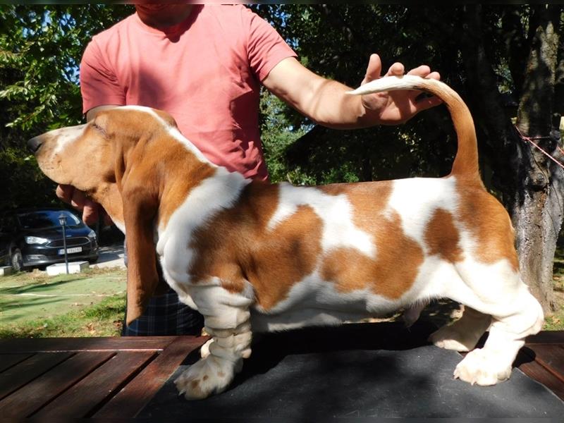 Basset Hound