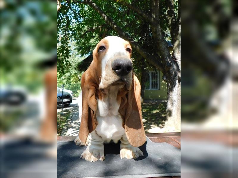 Basset Hound