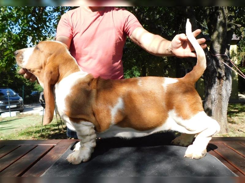 Basset Hound