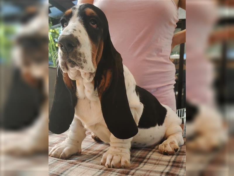 Basset Hound Welpen