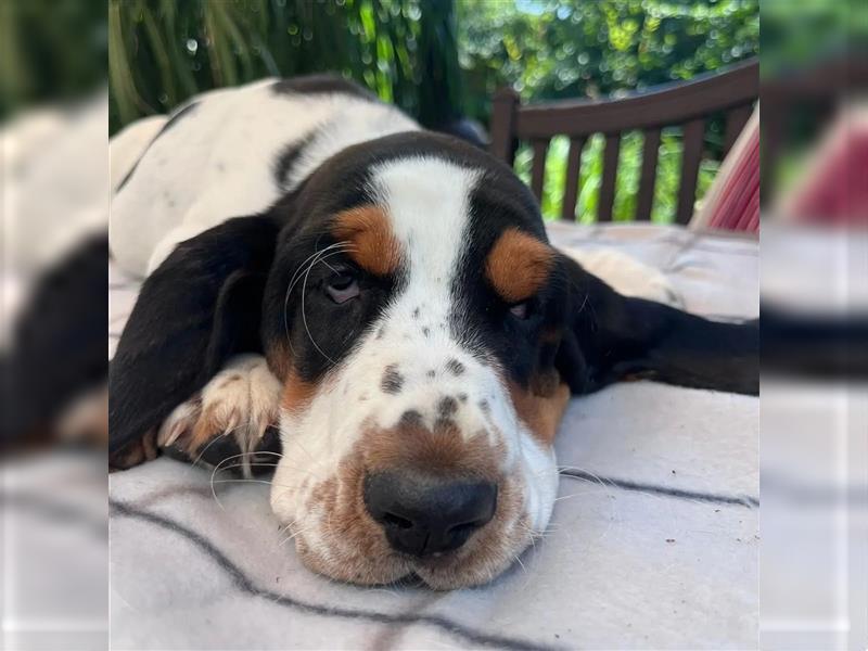 Basset Hound Welpen