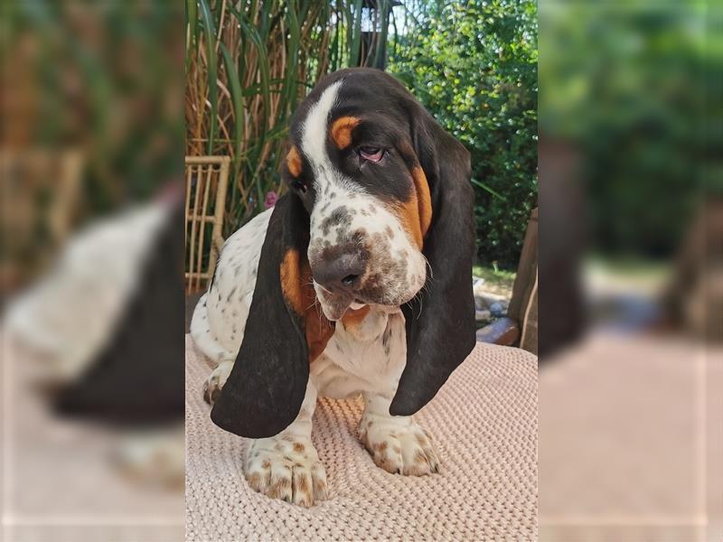 Basset Hound Welpen