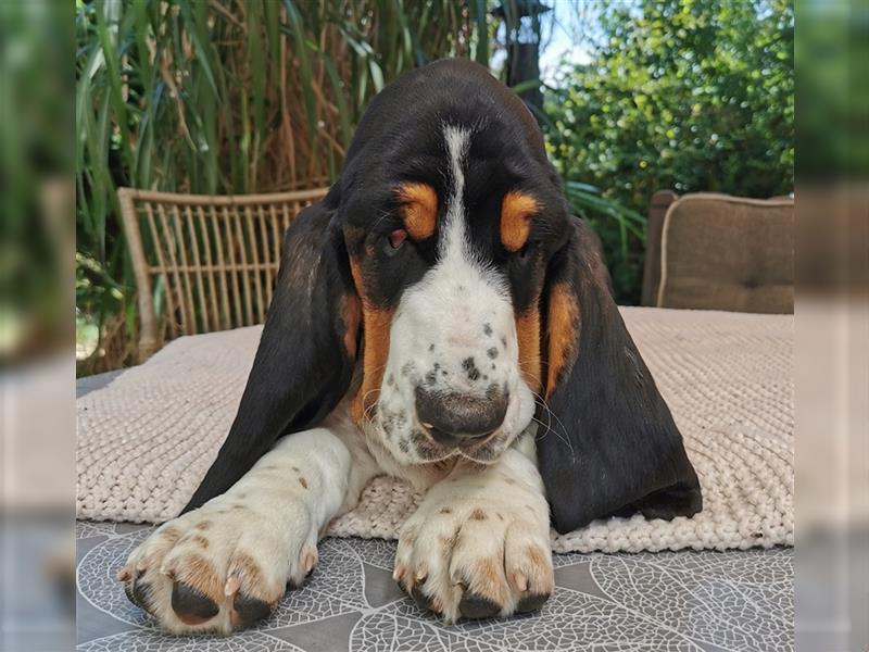 Basset Hound Welpen