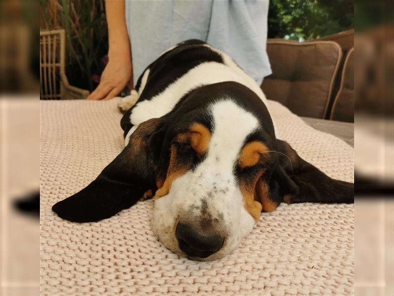 Basset Hound Welpen