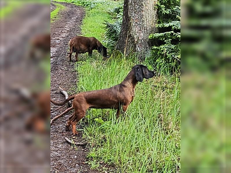 Bayerischen Gebirgsschweißhunde Welpen