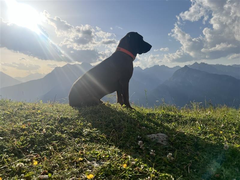 BGS / Bayerischer Gebirgsschweißhund Welpen Schweißhund