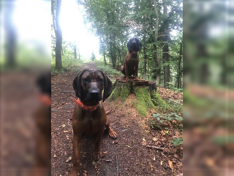 BGS / Bayerischer Gebirgsschweißhund Welpen Schweißhund