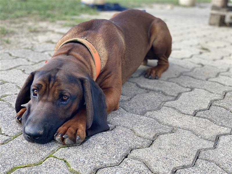 BGS / Bayerischer Gebirgsschweißhund Welpen Schweißhund