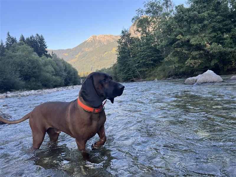 BGS / Bayerischer Gebirgsschweißhund Welpen Schweißhund