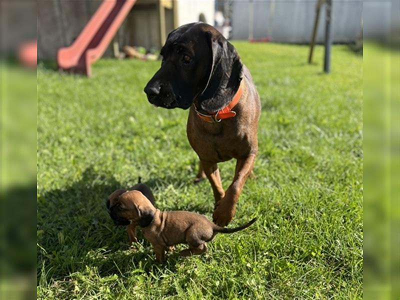 BGS / Bayerischer Gebirgsschweißhund Welpen Schweißhund