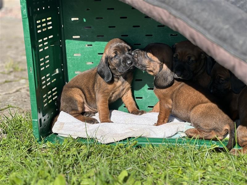 BGS / Bayerischer Gebirgsschweißhund Welpen Schweißhund