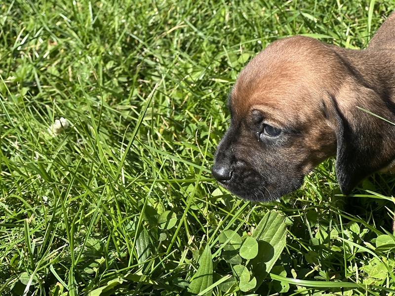 BGS / Bayerischer Gebirgsschweißhund Welpen Schweißhund