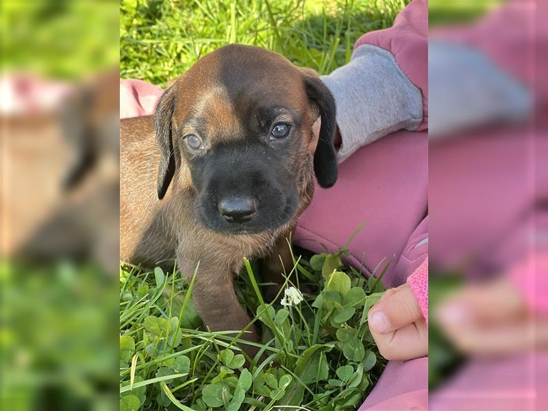 BGS / Bayerischer Gebirgsschweißhund Welpen Schweißhund