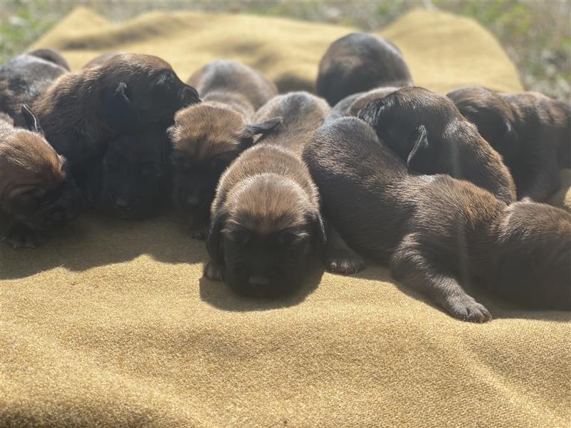 BGS / Bayerischer Gebirgsschweißhund Welpen Schweißhund