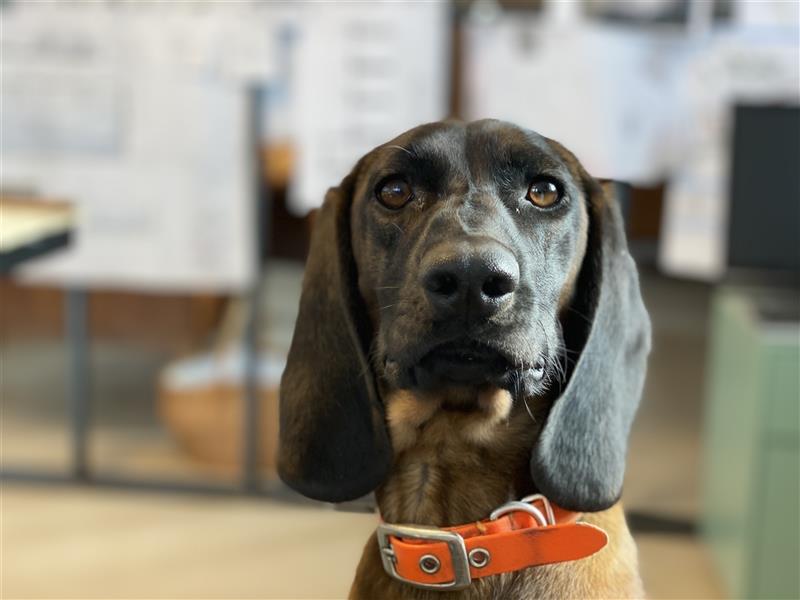 BGS / Bayerischer Gebirgsschweißhund Welpen Schweißhund