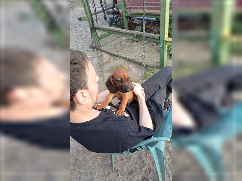 Bayrische Gebiergsschweiß Hund Welpen