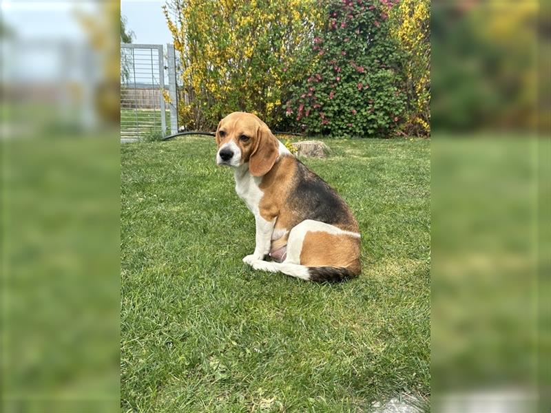 Schöne Beagle- Bayerischer Gebirgsschweisshund Welpen