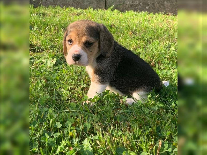 Beagle Welpen