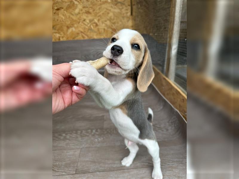 Beagle Welpen Reinrassig