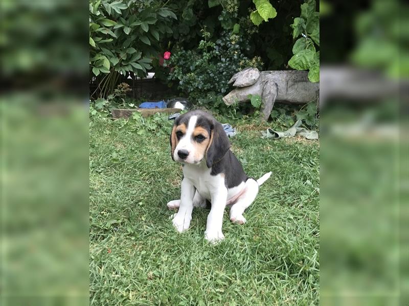 Beagle Welpen fast reinrassig