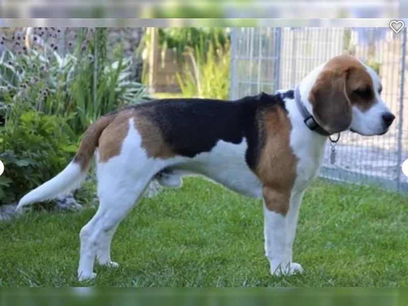 Beagle Welpen fast reinrassig