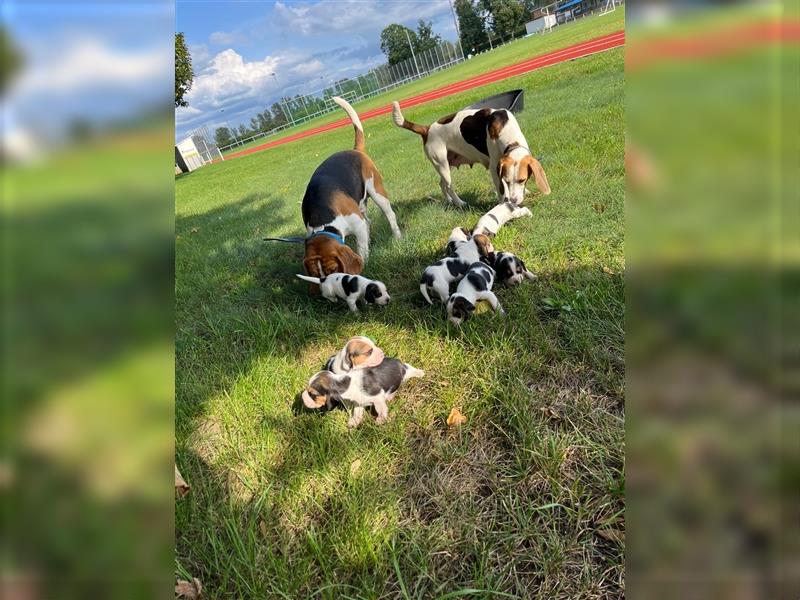 Beagle Welpen suchen ein wunderschönes Zuhause