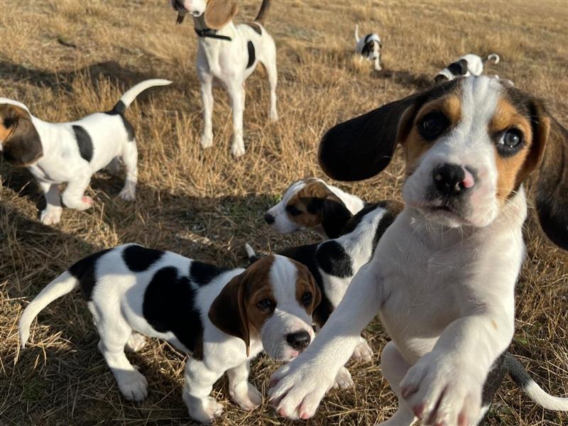 Beagle Welpen suchen ein wunderschönes Zuhause