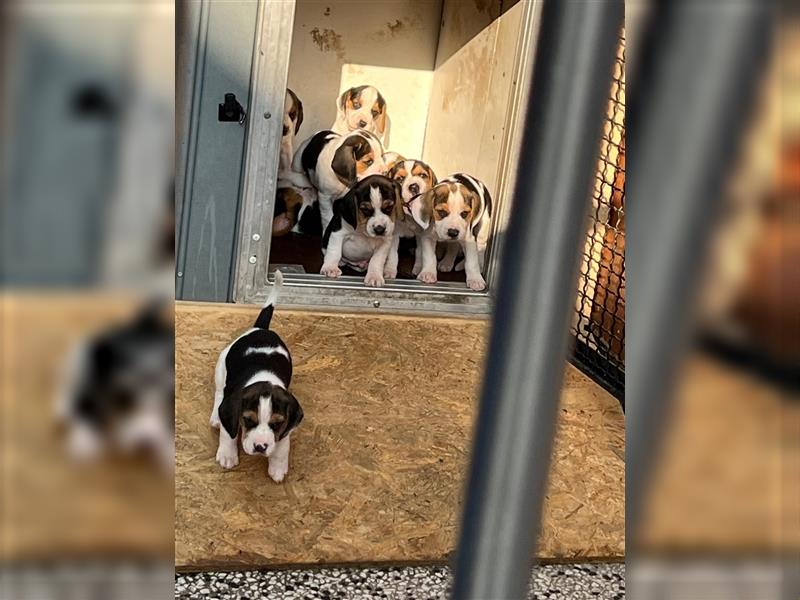 Beagle Welpen suchen ein wunderschönes Zuhause