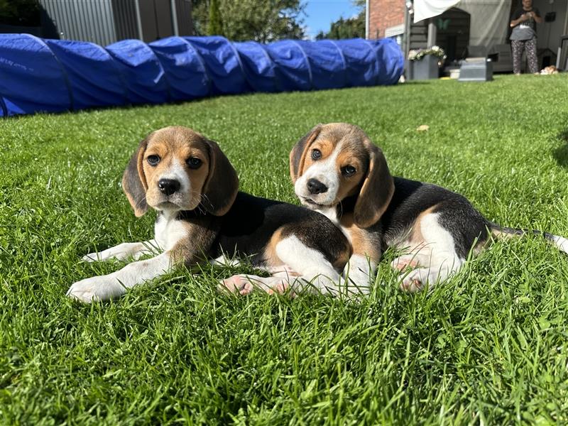 Beagle Welpen