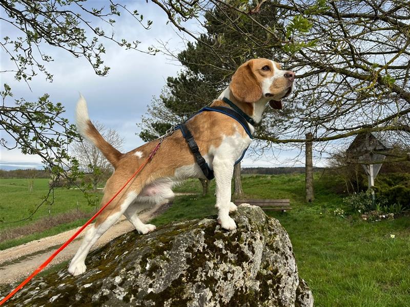 BEAGLE Welpen Beaglewelpen