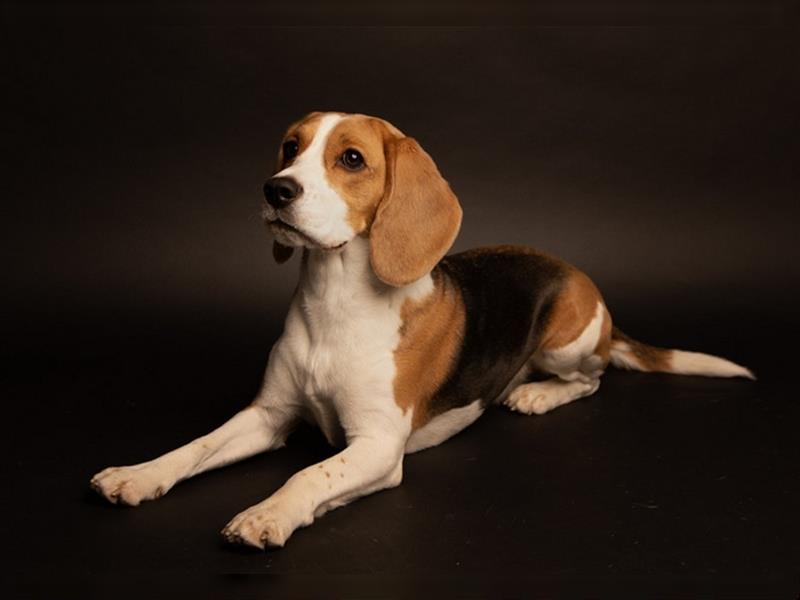 BEAGLE Welpen Beaglewelpen