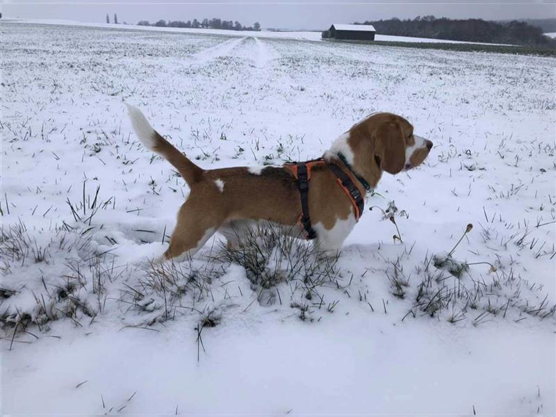 BEAGLE Welpen Beaglewelpen