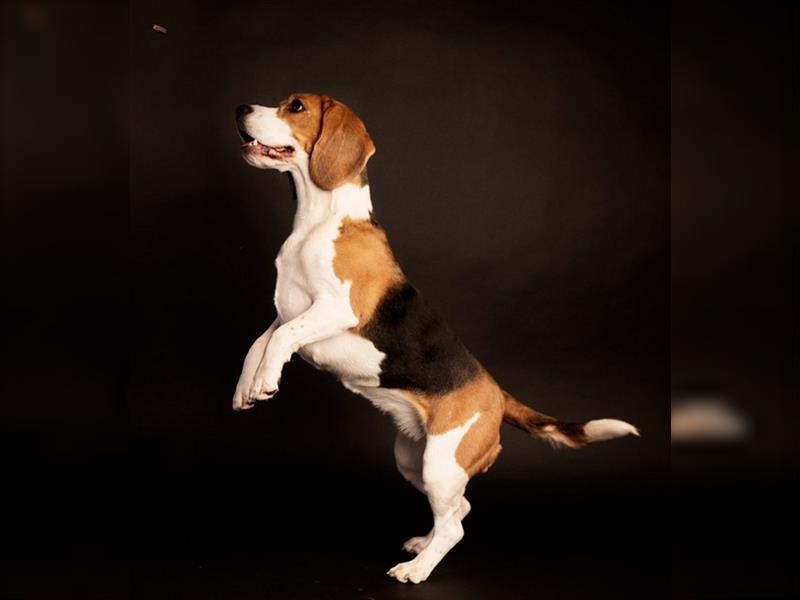 BEAGLE Welpen Beaglewelpen