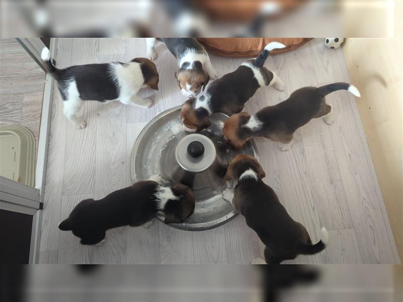 BEAGLE Welpen Beaglewelpen