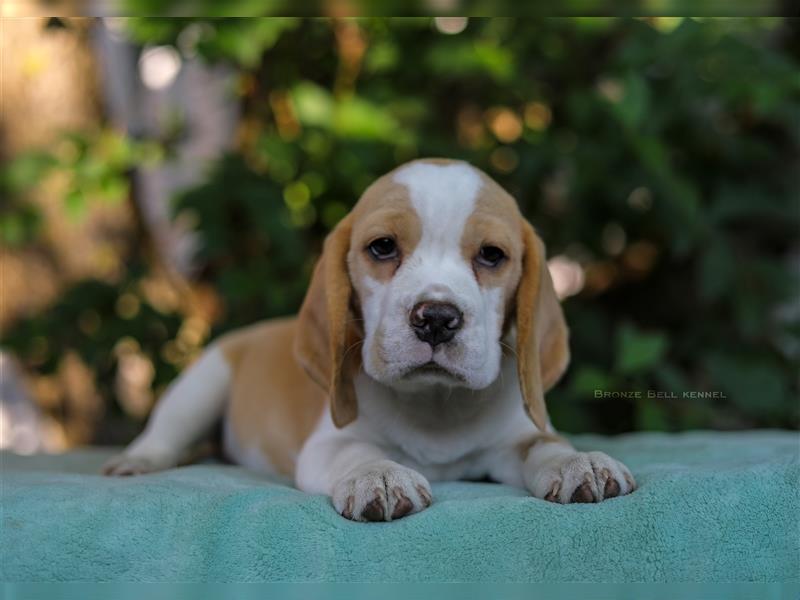 Beagle-Welpen