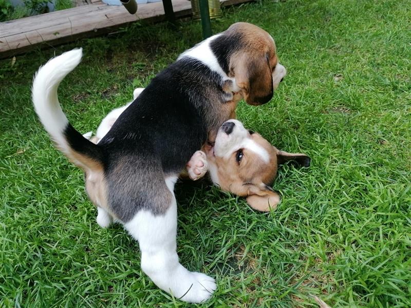 7 süße Beaglewelpen (5x weiblich/2x männlich)