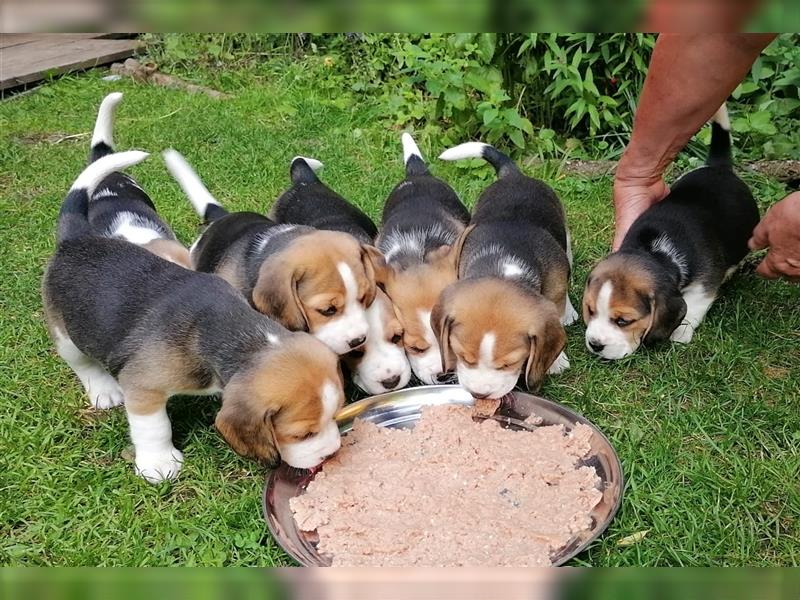 7 süße Beaglewelpen (5x weiblich/2x männlich)