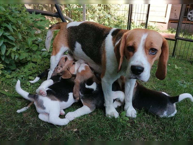 7 süße Beaglewelpen (5x weiblich/2x männlich)