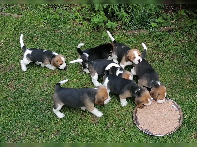 7 süße Beaglewelpen (5x weiblich/2x männlich)