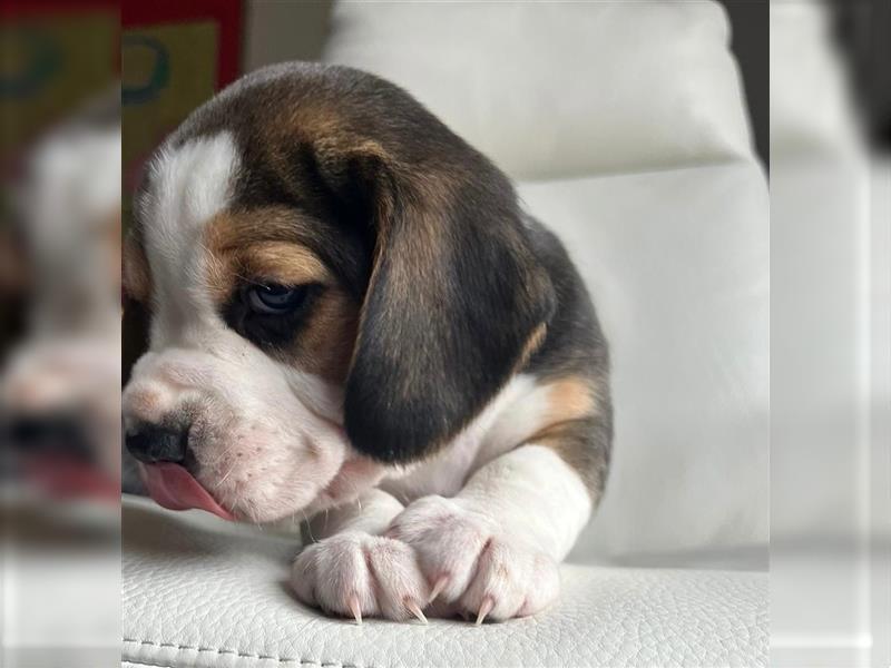 6 x Beagle Welpen Tricolor zu verkaufen