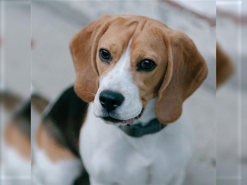 Beaglemaus BELLA