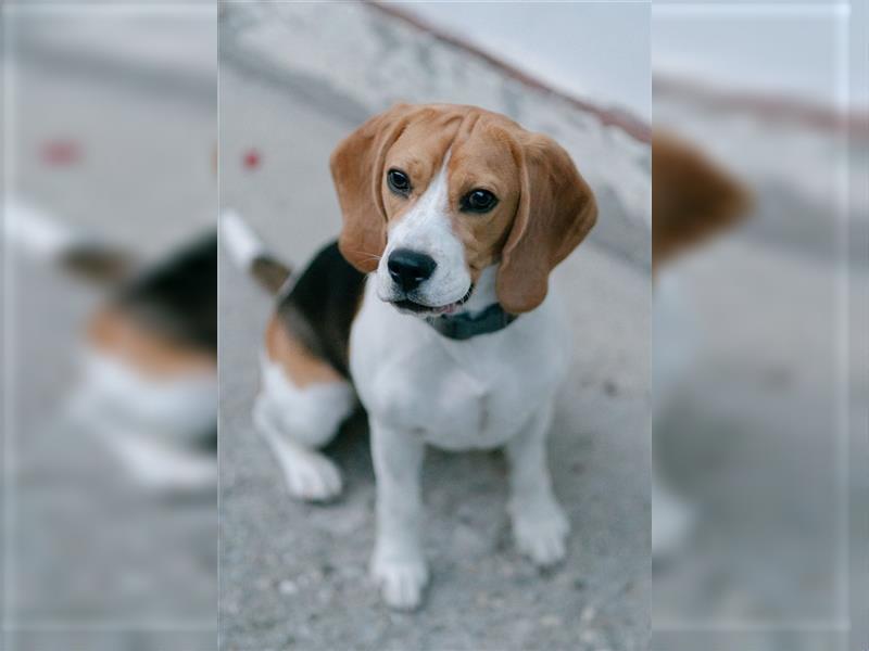 Beaglemaus BELLA