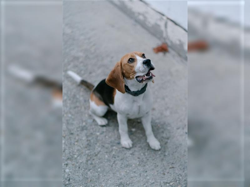 Beaglemaus BELLA