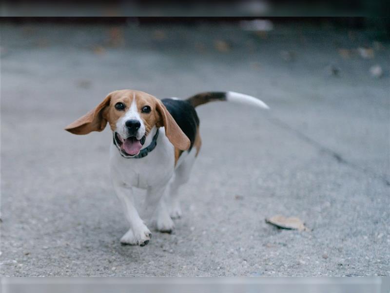 Beaglemaus BELLA