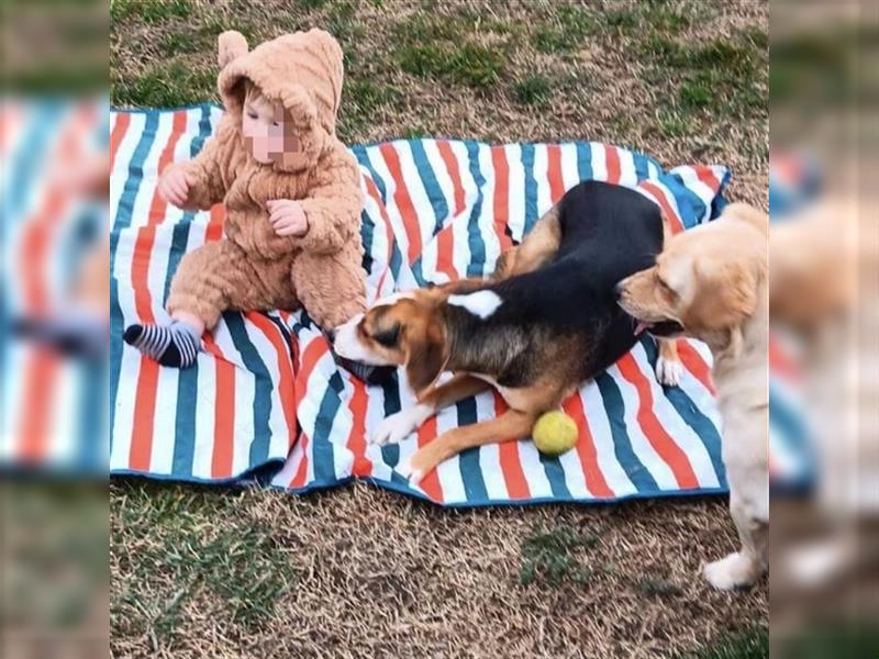 Luna eine kinderfreundliche Hündin